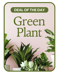 Green Plant Deal of the Day from Brennan's Secaucus Meadowlands Florist 