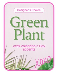 Designer's Choice Valentine's Day Green Plant from Brennan's Secaucus Meadowlands Florist 