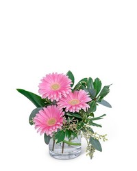 Gerbera Simplicity from Brennan's Secaucus Meadowlands Florist 