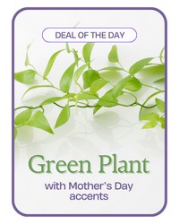 Green Plant with Mother's Day Accents from Brennan's Secaucus Meadowlands Florist 