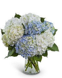 Lovely Lush Hydrangea from Brennan's Secaucus Meadowlands Florist 