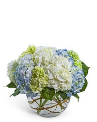 Modern Hydrangea from Brennan's Secaucus Meadowlands Florist 