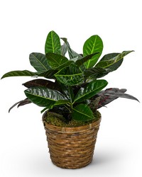 Croton Plant in Basket from Brennan's Secaucus Meadowlands Florist 