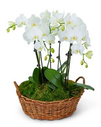 Serenity Orchid Plant from Brennan's Secaucus Meadowlands Florist 