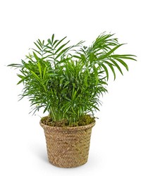 Palm Plant in Basket from Brennan's Secaucus Meadowlands Florist 