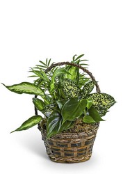 Tranquil Dish Garden in Basket from Brennan's Secaucus Meadowlands Florist 