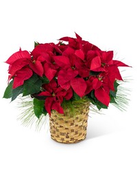 Red Poinsettia Basket from Brennan's Secaucus Meadowlands Florist 