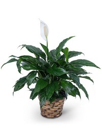Peace Lily Plant from Brennan's Secaucus Meadowlands Florist 