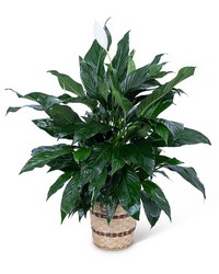 Large Peace Lily Plant from Brennan's Secaucus Meadowlands Florist 