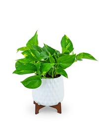 Mod Pothos Plant from Brennan's Secaucus Meadowlands Florist Mod Pothos Plant from Brennan's Secaucus Meadowlands Florist