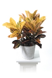 Croton plant from Brennan's Secaucus Meadowlands Florist 