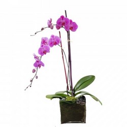 Double phalaenopsis plant in glass cube from Brennan's Secaucus Meadowlands Florist 